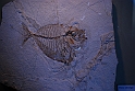 I Fossili di Bolca_20